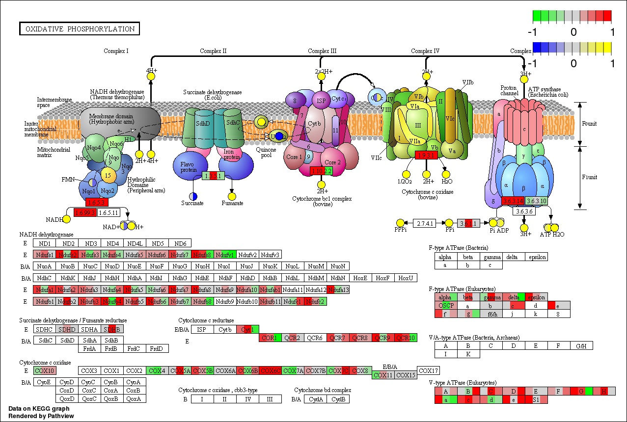 Pathway visualization and data integration