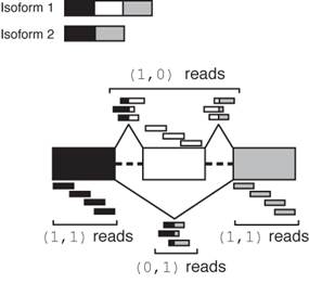 Illustration of MISO read class counts for a skipped exon