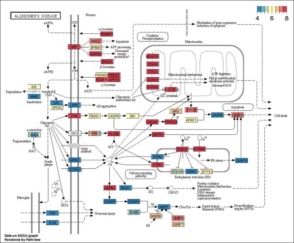 http://bioinformaticstools.mayo.edu/bbbomics/KEGG/hsa05010.png