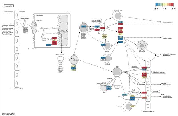 http://bioinformaticstools.mayo.edu/bbbomics/KEGG/hsa05144.png